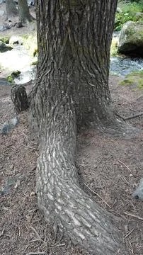 Close-up: tree trunk with rough bark near a stream flowing over rocks. Stock Photos