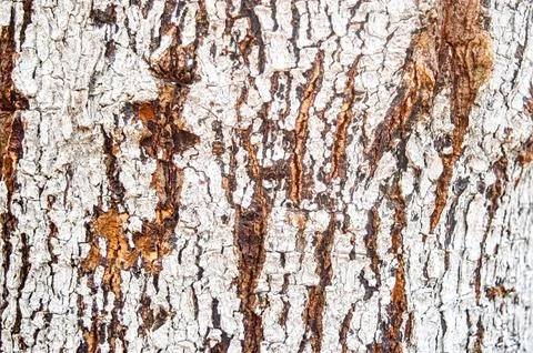 A close up of a tree trunk with a rough texture, partially coated in white .. Stock Photos