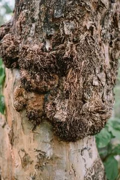 Close-up of a tree trunk with rough, textured bark, showcasing natural deta.. Stock Photos