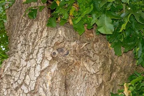 Close-up of a tree trunk with rough textured bark and hidden owl-like patte.. Stock Photos