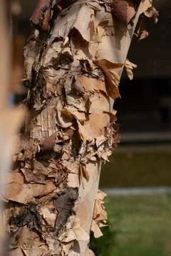 Close-up tree trunk rustic surface Stock Photos