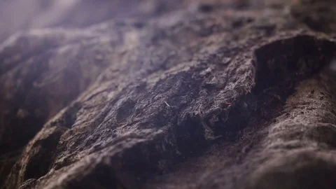 Close up tree trunk, selective focus with lens flares Video stock 75709008