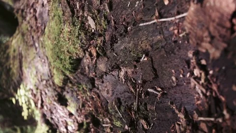 Close up tree trunk, selective focus Stock-Footage 75709049