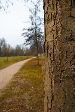 A close-up of a tree trunk in sharp focus contrasts with a blurred park path  Stock Photos