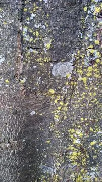 Close up tree trunk shell Stock Photos