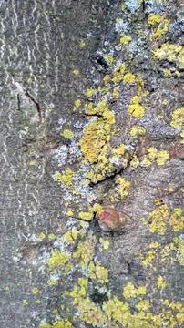 Close up tree trunk shell Stock Photos