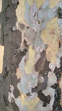 Close up tree trunk shell Stock Photos