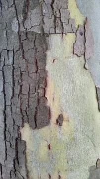 Close up tree trunk shell Stock Photos