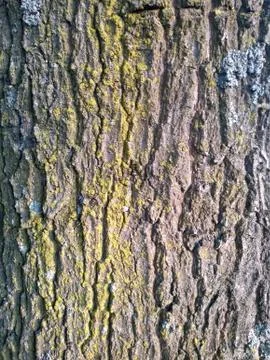 Close up tree trunk shell Stock Photos
