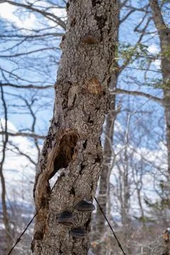 Close up of tree trunk showing wire throuh the tree Stock Photos