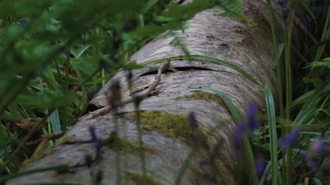 Close up of a tree trunk from a silver birch tree lying in bluebell flowers 動画素材 130243520
