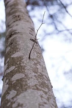 Close up of tree trunk with small twig Stock Photos