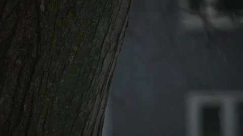 Close up, Tree Trunk, Snow Storm, Snow Falling, Winter, House Background Stock Footage 148180274