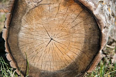 Close up of a tree trunk with some cracks Stock Photos