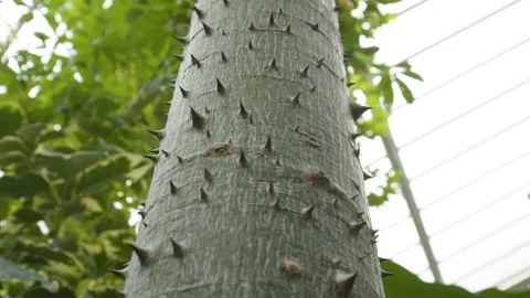 Close Up of Tree Trunk with Spines  Vídeos de archivo 144597015