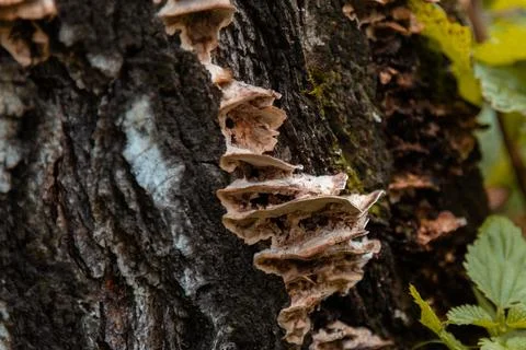 Close-up of a tree trunk with a strip of attached tinder fungi. The mushrooms Stock Photos