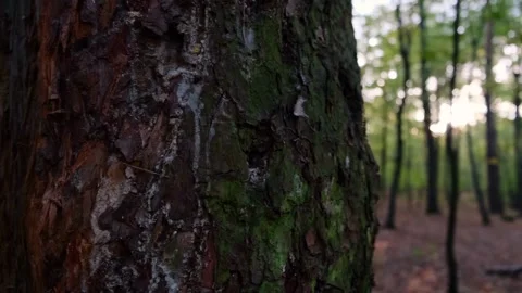 Close-up of a Tree Trunk with Sunlight Filtering Through the Forest Stock Footage 308808594