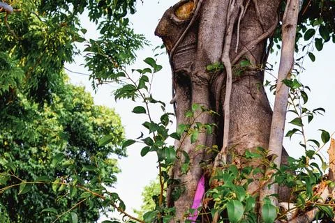 Close-up of a tree trunk surrounded by green leaves Stock Photos
