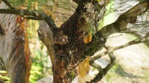 Close-up of Tree Trunk Texture and Patterns Stock Photos