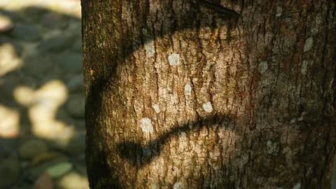 Close-up of Tree Trunk Texture and Patterns Foto stock