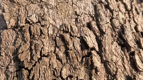 Close-Up Tree Trunk Texture Background Stock Footage 339942561