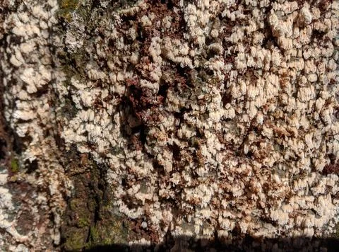 Close-up tree trunk texture filled with white fungus. Stock Photos