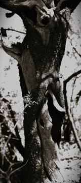 Close-up of a tree trunk with textured bark and branches Stock Photos