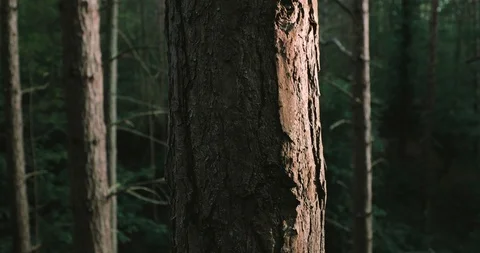 Close up tree trunk tilt shot up pine tree to sky Stock Footage 116188587