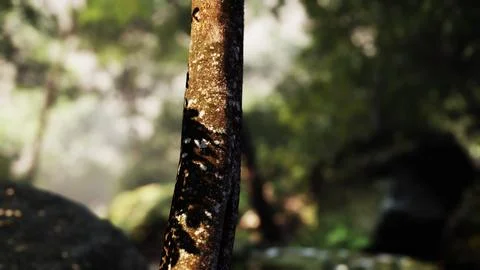 Close-Up of Tree Trunk in Tropical Forest With Sun Rays 스톡 일러스트