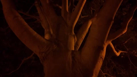 Close-Up of Tree Trunk in Urban Park at Night Stock Footage 338036782