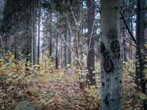 A close-up of a tree trunk with visible bark damage forming eyes and a nose. Stock Photos