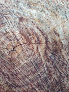 Close-up of Tree Trunk with Visible Growth Rings Stock Photos