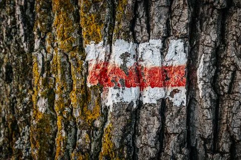 Close-up of a tree trunk with a white and red trail marker painted on its bark Stock Photos