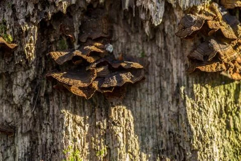 Close-up of tree trunk with wild-grown mushrooms Stock Photos