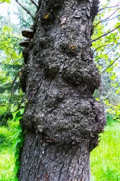 Close up of tree trunk wounds, gnarled tree trunk, gnarly burls on tree Stock Photos