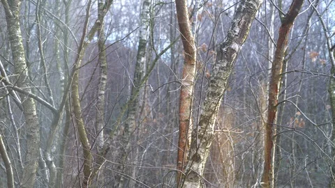 Close-up of tree trunks amidst light falling snow, silver birch, UK, 4k Video stock 86473988