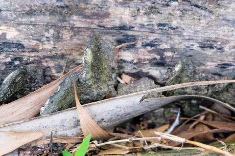 Close up of tree trunks and dried leaves Stock Photos