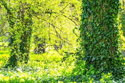 Close-up of tree trunks and with fresh green foliage Stock Photos