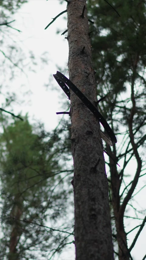 Close up of tree trunks with black harnesses and metal objects attached under Stock Footage 342789707
