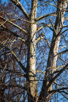 Close-Up of Tree Trunks with Branches Against Blue Sky Background Stock Photos