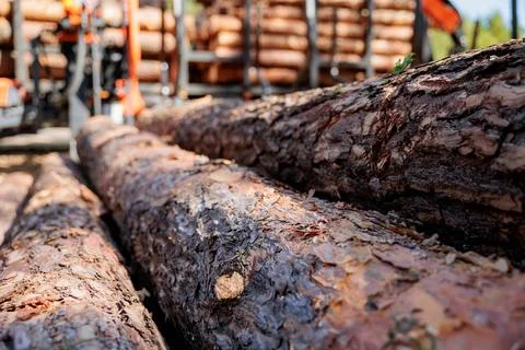 Close up of tree trunks in nature. many cut tree trunks. Front view. Stock Photos