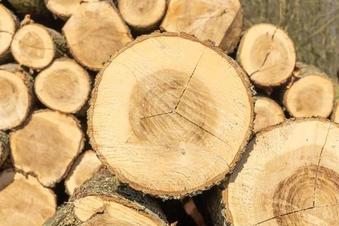 Close-up of tree trunks Stock-Fotos