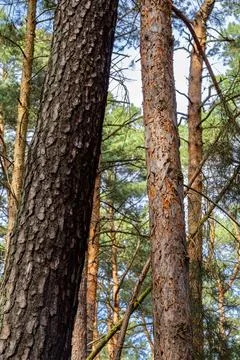 Close-Up of Tree Trunks in Pine Forest Stock Photos