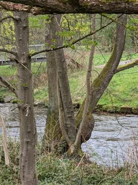 Close-up of Tree Trunks on a River Bank with a Footbridge in the Background 库存照片