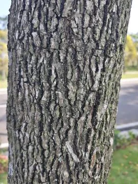 Close up of the tree trunk's rough surface Foto stock