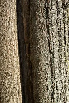 Close-up of Tree Trunks with Textured Bark Stock Photos