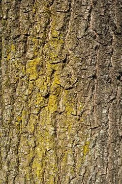 Close-up of Tree Trunks with Textured Bark Stock Photos