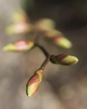 Close-up of tree twig with buds on brown background Stock Photos
