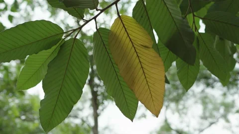 Close up tree twigs with yellow and green colored leaves in fall. Stock Footage 232750404