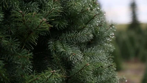 Close up of a tree at a u-cut Christmas tree farm. Stock Footage 70260704